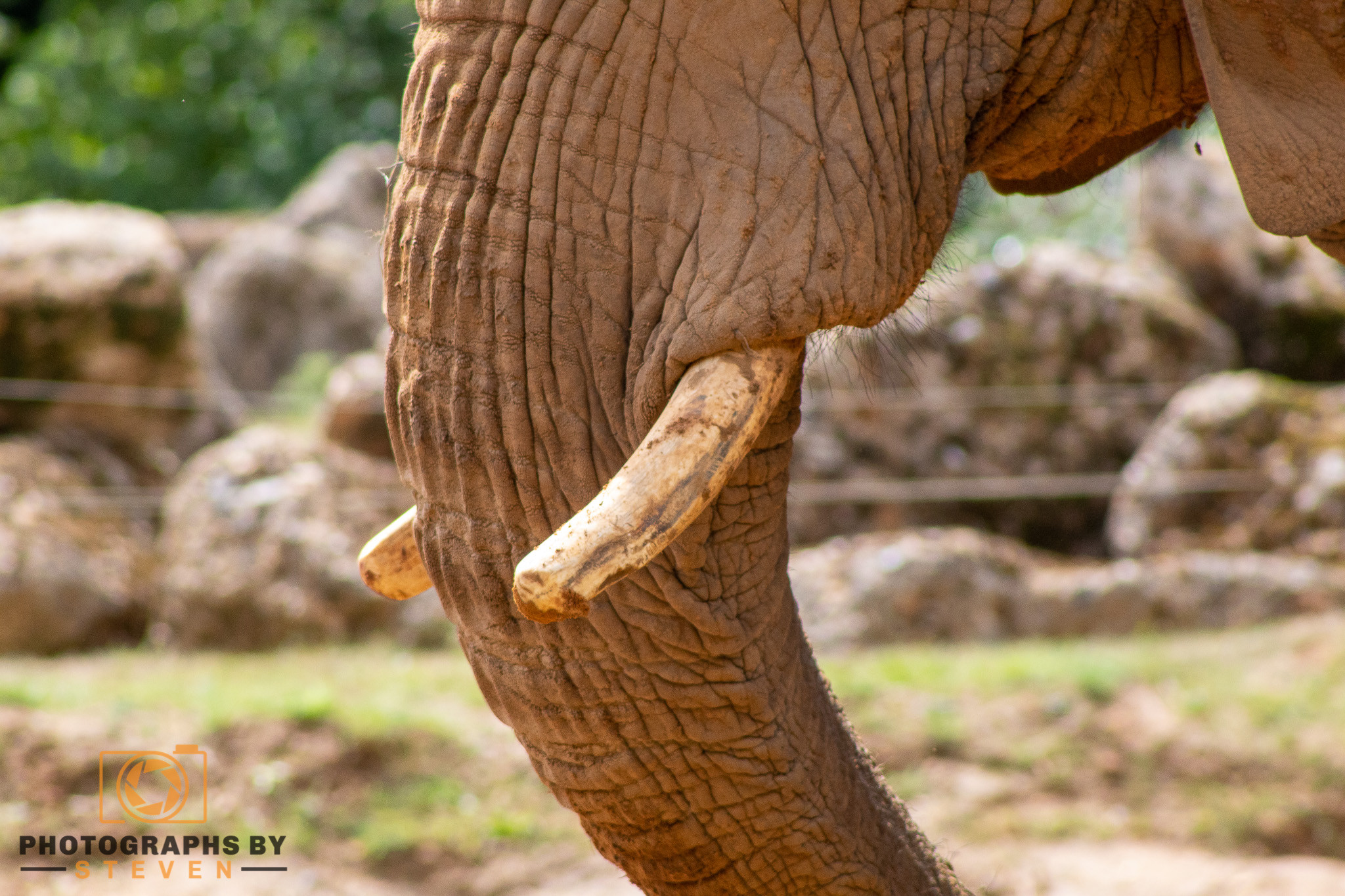 Lifestyle of an Elephant - Things you might not know