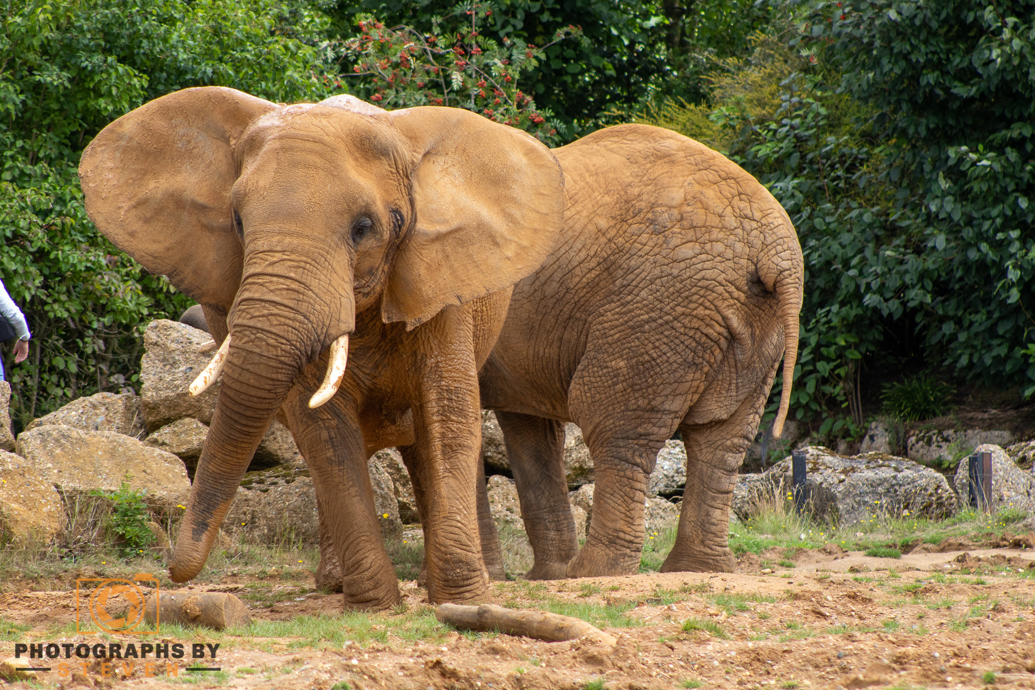 Lifestyle of an Elephant - Things you might not know