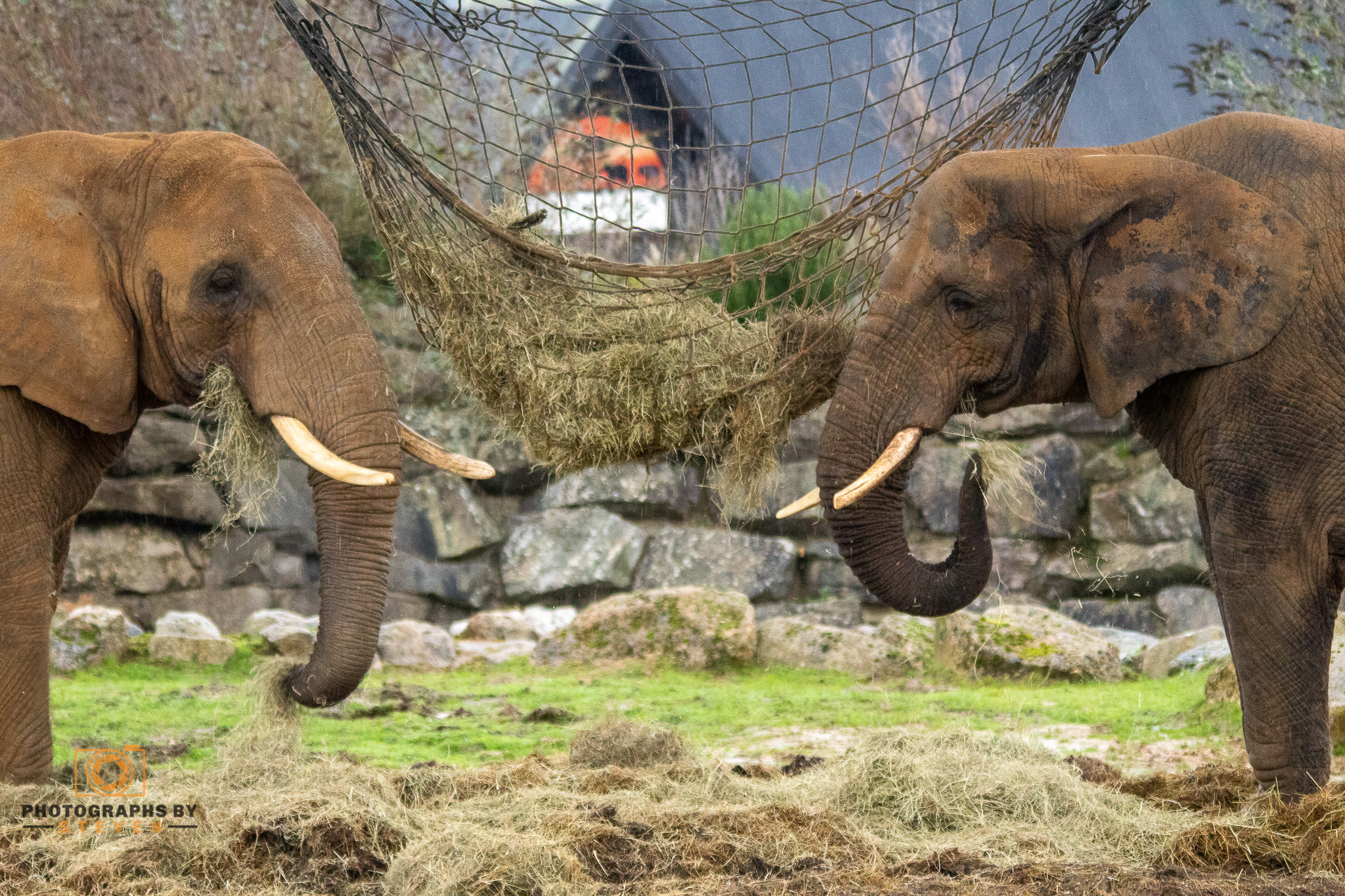 Lifestyle of an Elephant - Things you might not know