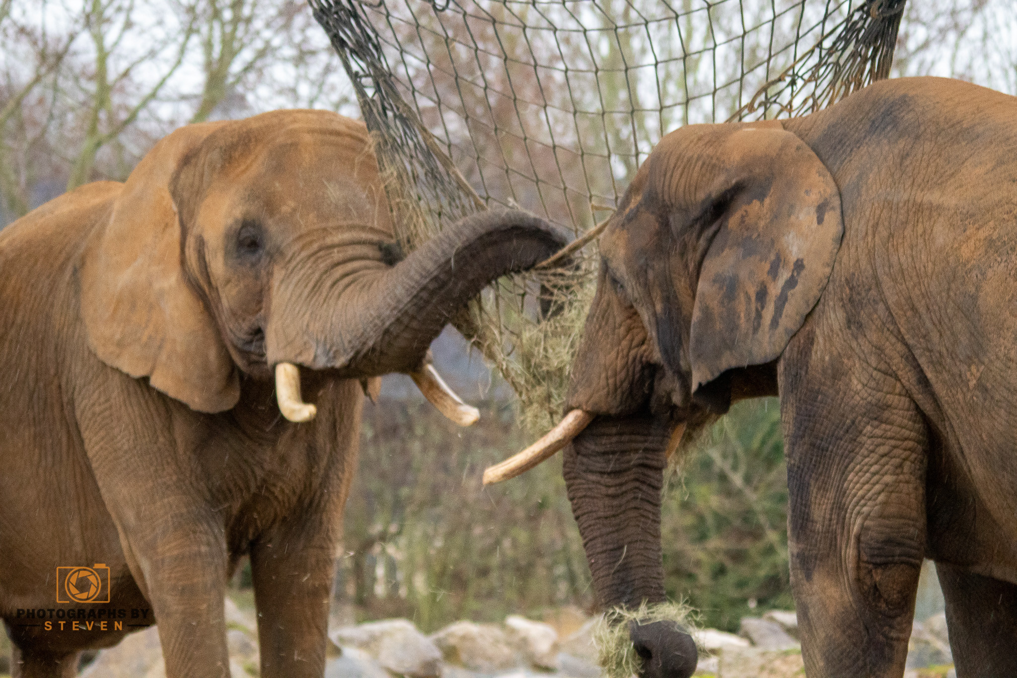Lifestyle of an Elephant - Things you might not know