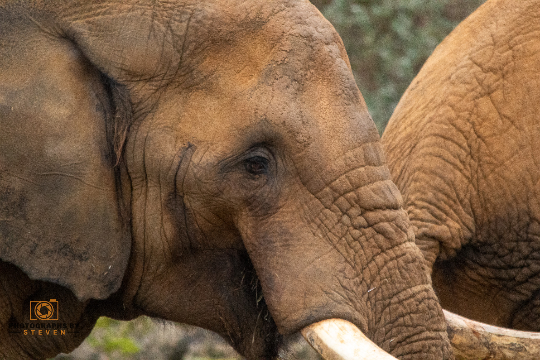 Lifestyle of an Elephant - Things you might not know