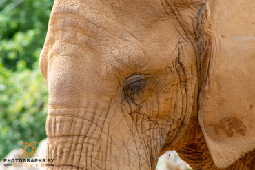 Tips for photographing Zoo Animals