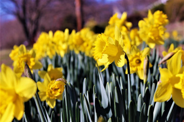 Get that perfect spring photo