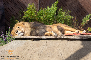 Fun facts about African Lions