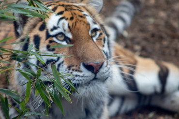 Fun facts about Tigers