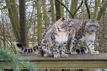 Fun facts about Big Cats