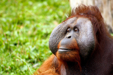 Fun facts about Orangutans
