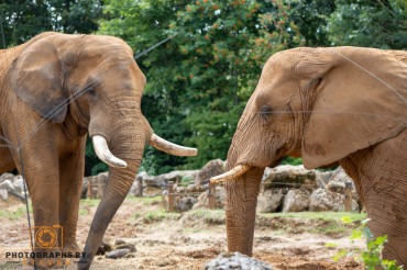 Lifestyle of an Elephant - Things you might not know