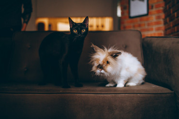 Keeping your animals safe on Bonfire Night