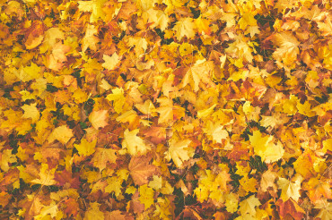 Photographing Autumn Wildlife