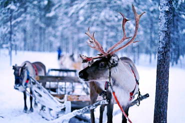 Animals that are related to the Christmas Tradition