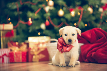 Top 5 Christmas Gift Ideas for Animal Lovers