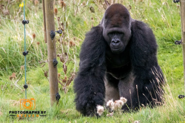 Endangered animals of the world