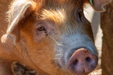 Animals and their eating habits