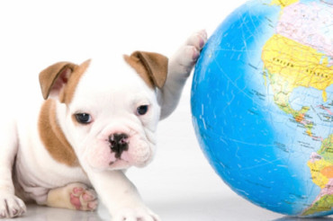 What can we do to help save the planet and our animals?