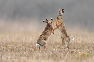 Photographing Spring Wildlife