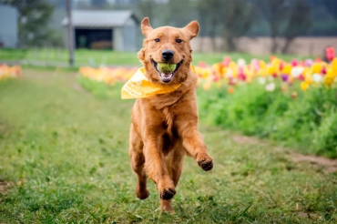 Top tips for taking photographs of your pets