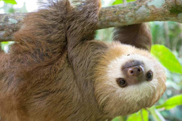 Sloths: The World's Slowest Mammals