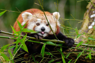 Taking wildlife photos on your smartphone