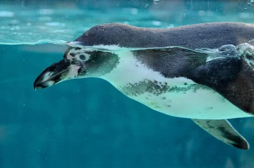 Fun facts about Penguins