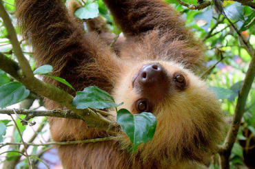 Are Sloths Blind?
