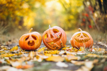 Animals Related To Halloween