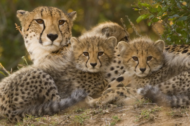 Facts about Cheetahs