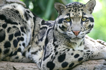 Fun Facts About Clouded Leopards
