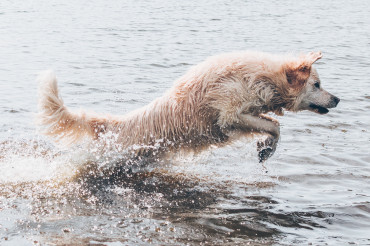 Wildlife Photography Challenge: Capturing Animals in Action