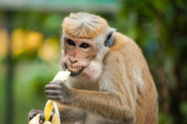 Portrait Photography Challenge: Capturing Animal Expressions