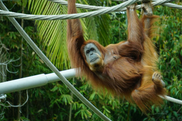 Explore the Best Zoos in the UK: Our Top 10 Picks