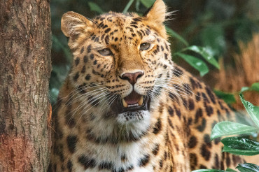 Snap Away! 13 Most Popular Zoo Animals to Photograph