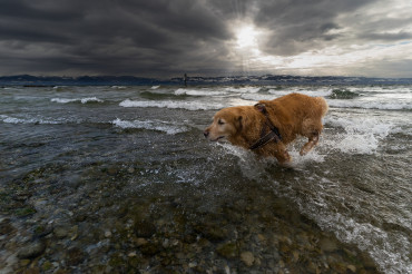How to capture your pet's personality in photos