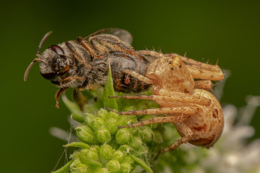 Wildlife Photography Challenge: Insects and Arachnids