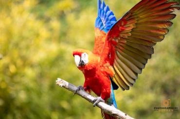 Unleashing Imagination: The Inspirational Power of Wildlife Photography Prints