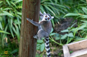10 Fascinating Facts About Ring-Tailed Lemurs: Unlocking the Secrets of Madagascar's Primate Stars
