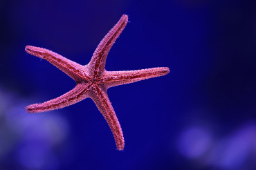 How to Master Underwater Animal Photography