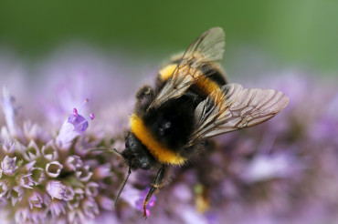 The Fascinating World of Bees: A Close-Up Photography Guide