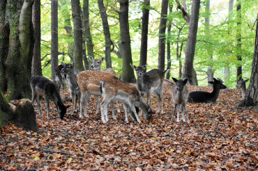 The Serenity of Deer: Capturing Images of Forest Wildlife