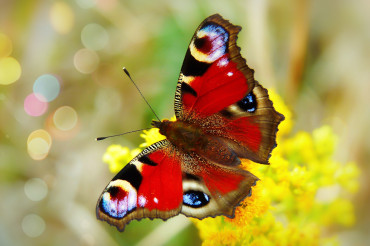 An In-Depth Journey into the Colourful Universe of Butterflies: Unleashing the Power of Macro Photography