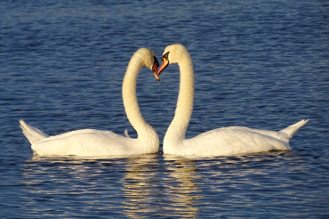 The Grace of Swans: A Journey into Waterfowl Photography