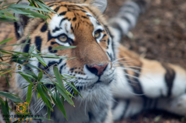How to photograph a tiger?