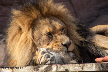 How to photograph a lion?