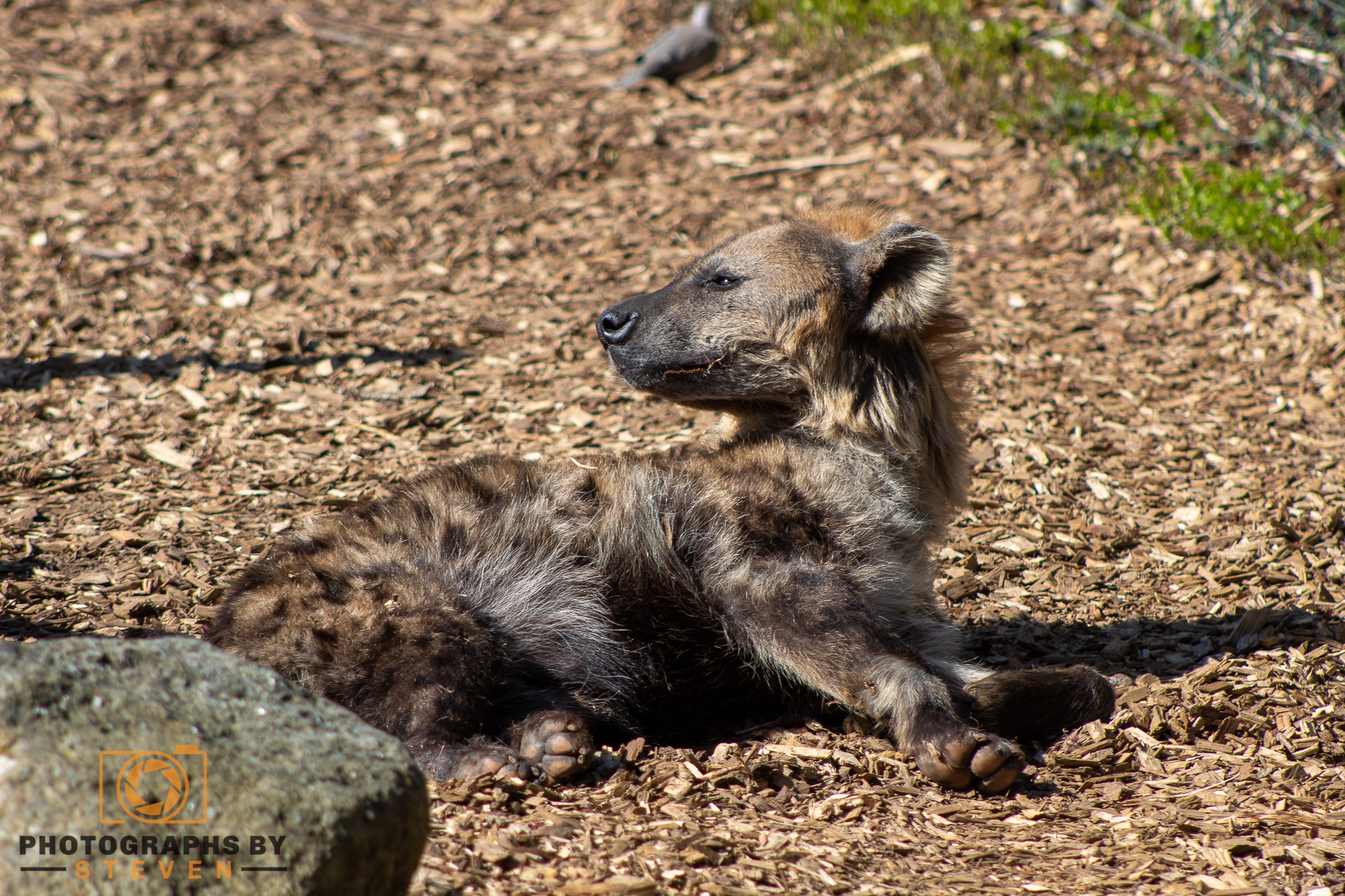 hyena — photograph by Steven