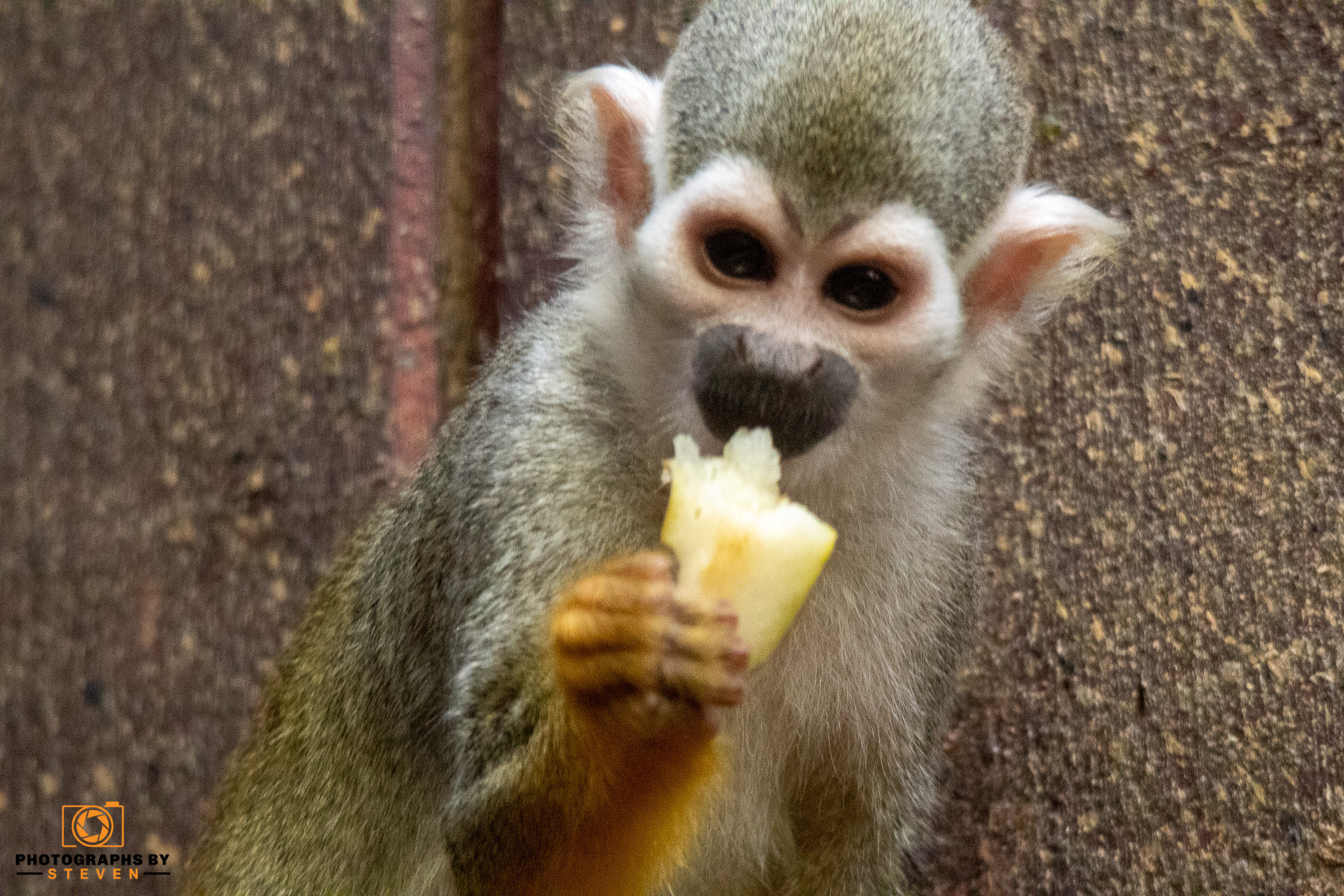 wildlife — photograph by Steven
