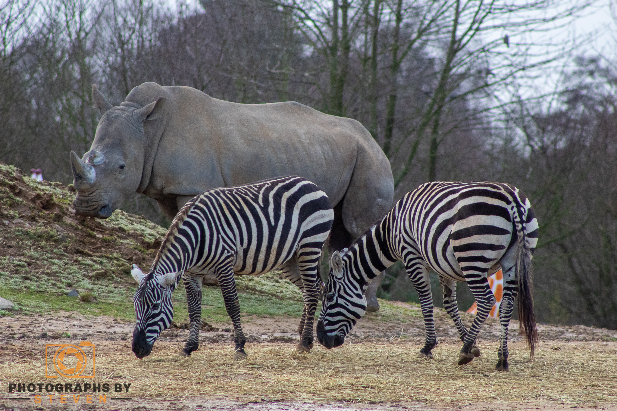 wildlife — photograph by Steven