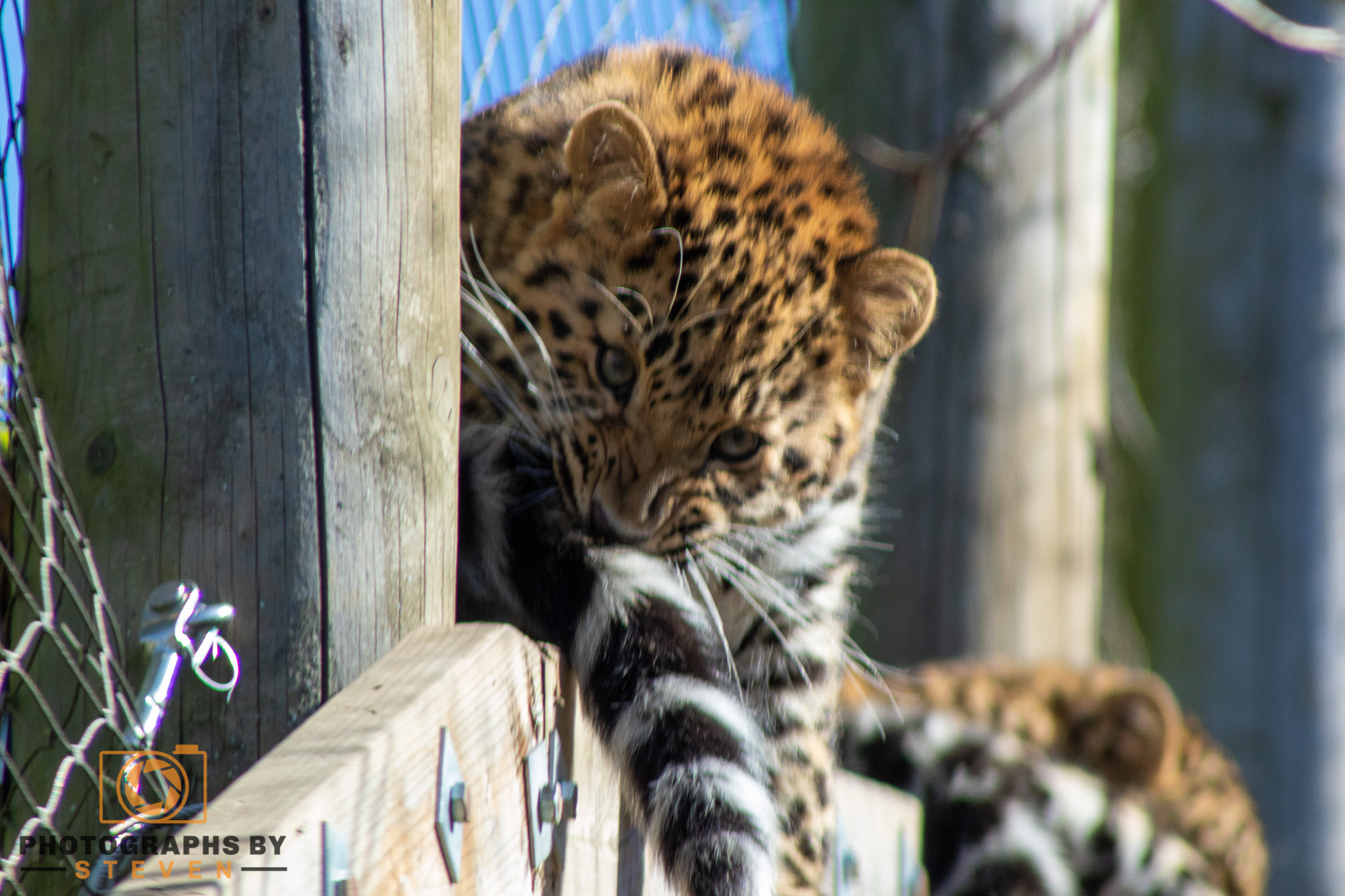 leopard — photograph by Steven