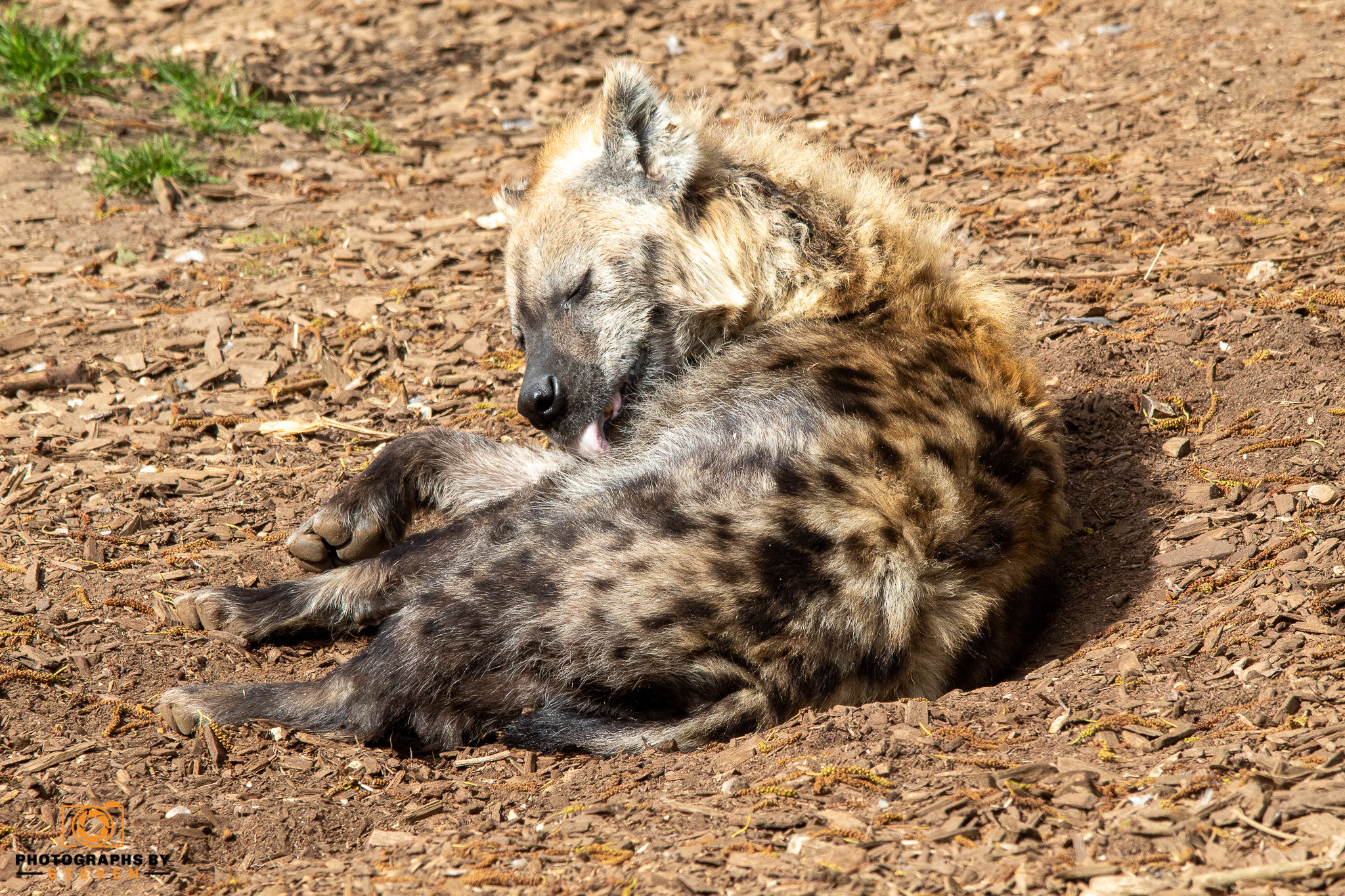 hyena — photograph by Steven