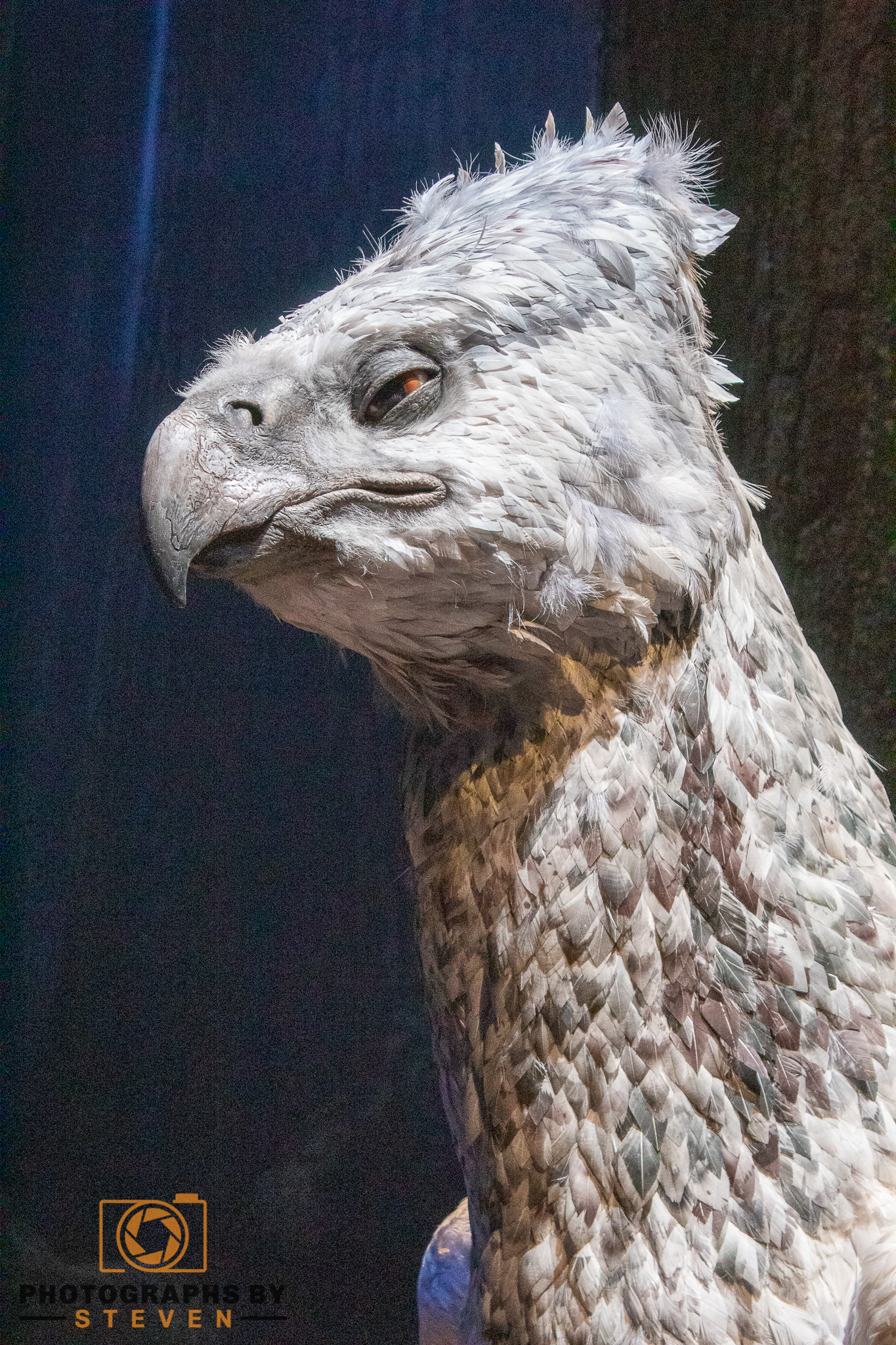 vulture — photograph by Steven