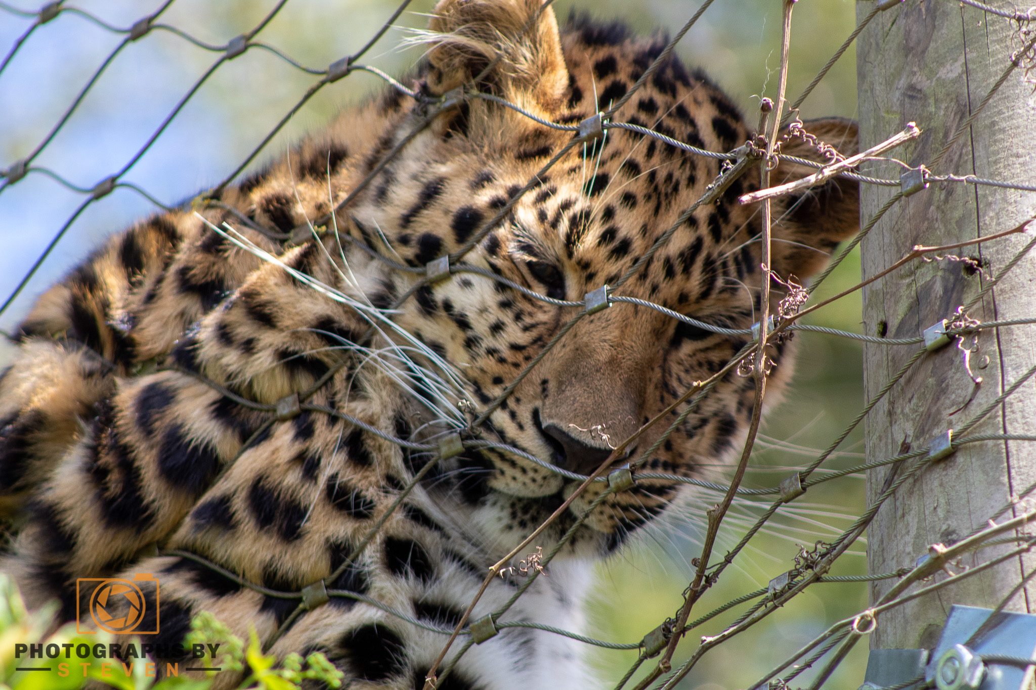 leopard — photograph by Steven